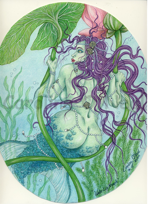 Water-Lily Nymphea